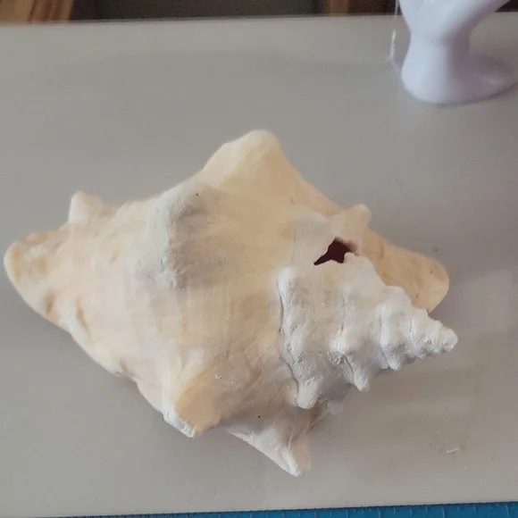 Pretty in Pink: Shell of Radiance - Picture 4 of 5